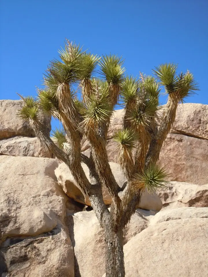 joshua tree1
