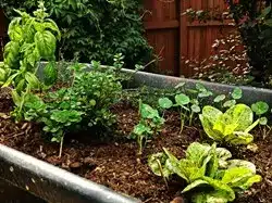 Back2Basics Gardening