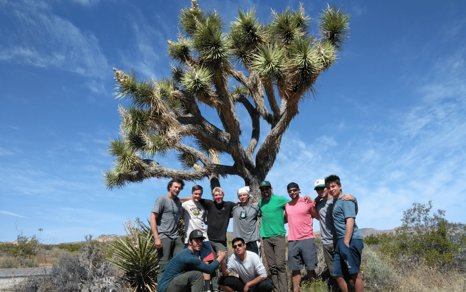 b2b tree
